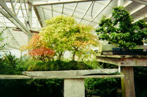 Japanese maples grove on stone