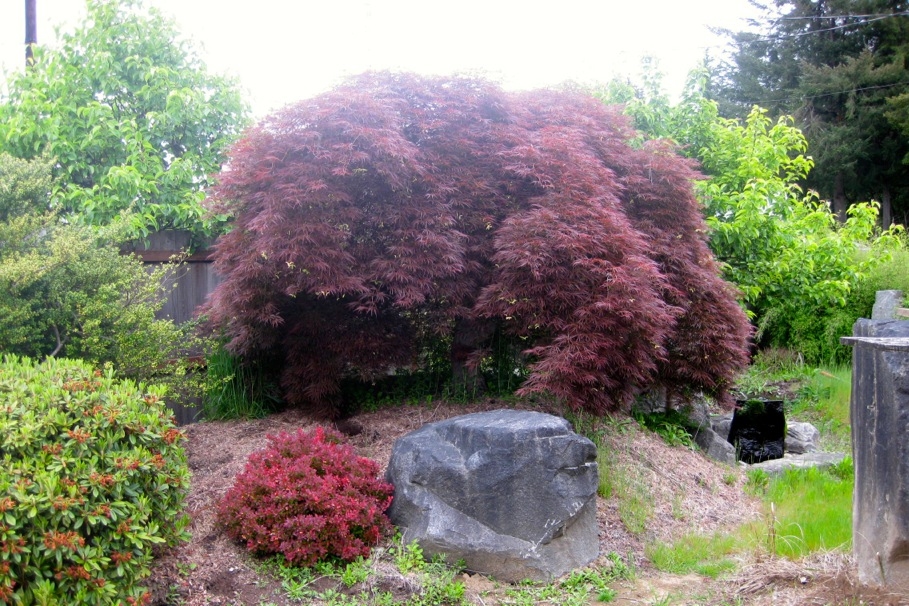 Acer Palmatum Atropurpurea (Japanese Laceleaf Maple)